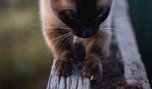 Preview wallpaper cat, siamese, claws, wood, pet