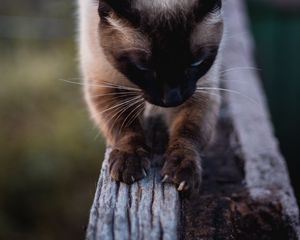 Preview wallpaper cat, siamese, claws, wood, pet