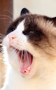 Preview wallpaper cat, siamese, face, yawn