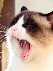 Preview wallpaper cat, siamese, face, yawn