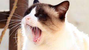 Preview wallpaper cat, siamese, face, yawn