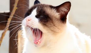 Preview wallpaper cat, siamese, face, yawn