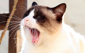 Preview wallpaper cat, siamese, face, yawn