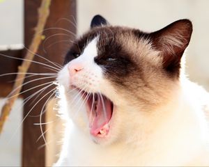 Preview wallpaper cat, siamese, face, yawn