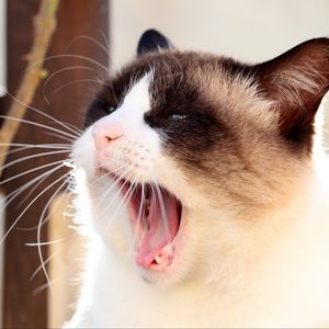 Preview wallpaper cat, siamese, face, yawn