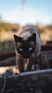 Preview wallpaper cat, siamese, glance, pet, animal