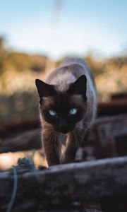Preview wallpaper cat, siamese, glance, pet, animal