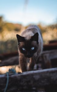 Preview wallpaper cat, siamese, glance, pet, animal