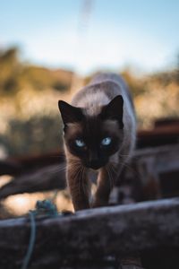Preview wallpaper cat, siamese, glance, pet, animal