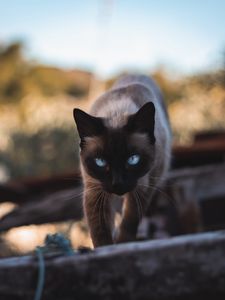 Preview wallpaper cat, siamese, glance, pet, animal