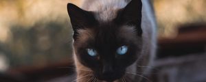 Preview wallpaper cat, siamese, glance, pet, animal