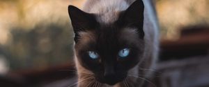 Preview wallpaper cat, siamese, glance, pet, animal