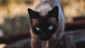 Preview wallpaper cat, siamese, glance, pet, animal