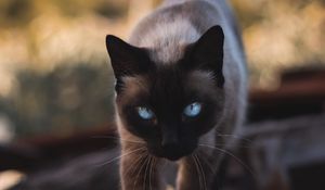 Preview wallpaper cat, siamese, glance, pet, animal