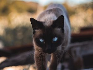 Preview wallpaper cat, siamese, glance, pet, animal