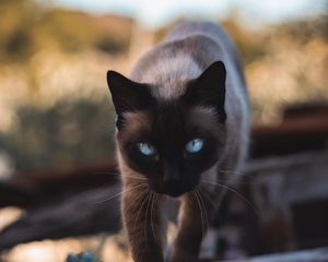 Preview wallpaper cat, siamese, glance, pet, animal