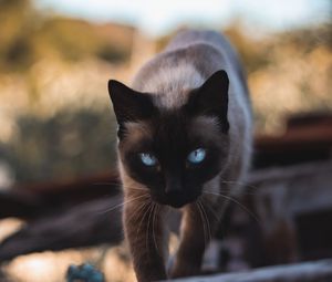 Preview wallpaper cat, siamese, glance, pet, animal