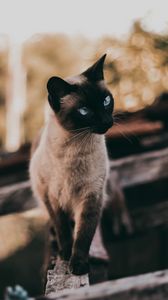 Preview wallpaper cat, siamese, glance, animal, pet