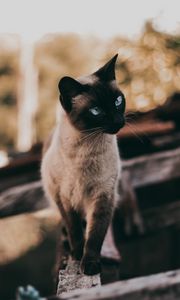 Preview wallpaper cat, siamese, glance, animal, pet