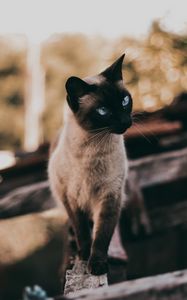 Preview wallpaper cat, siamese, glance, animal, pet