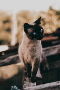Preview wallpaper cat, siamese, glance, animal, pet