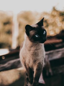 Preview wallpaper cat, siamese, glance, animal, pet