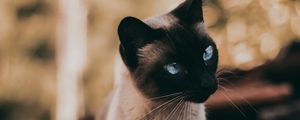 Preview wallpaper cat, siamese, glance, animal, pet