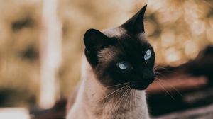 Preview wallpaper cat, siamese, glance, animal, pet