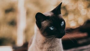 Preview wallpaper cat, siamese, glance, animal, pet