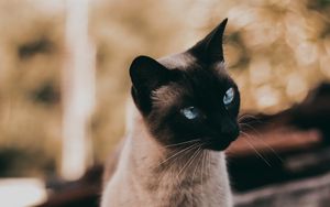 Preview wallpaper cat, siamese, glance, animal, pet
