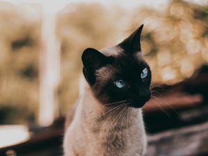 Preview wallpaper cat, siamese, glance, animal, pet