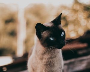 Preview wallpaper cat, siamese, glance, animal, pet