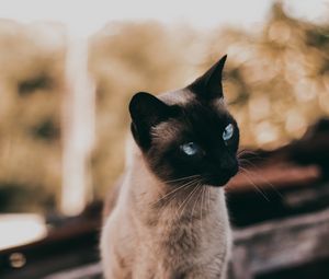 Preview wallpaper cat, siamese, glance, animal, pet