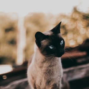 Preview wallpaper cat, siamese, glance, animal, pet