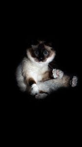 Preview wallpaper cat, siamese, glance, funny, pet