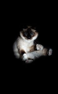 Preview wallpaper cat, siamese, glance, funny, pet