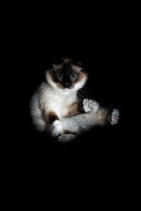Preview wallpaper cat, siamese, glance, funny, pet