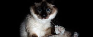 Preview wallpaper cat, siamese, glance, funny, pet