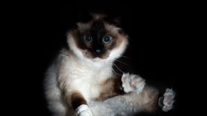 Preview wallpaper cat, siamese, glance, funny, pet