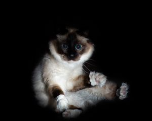 Preview wallpaper cat, siamese, glance, funny, pet