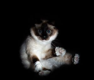 Preview wallpaper cat, siamese, glance, funny, pet