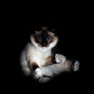Preview wallpaper cat, siamese, glance, funny, pet