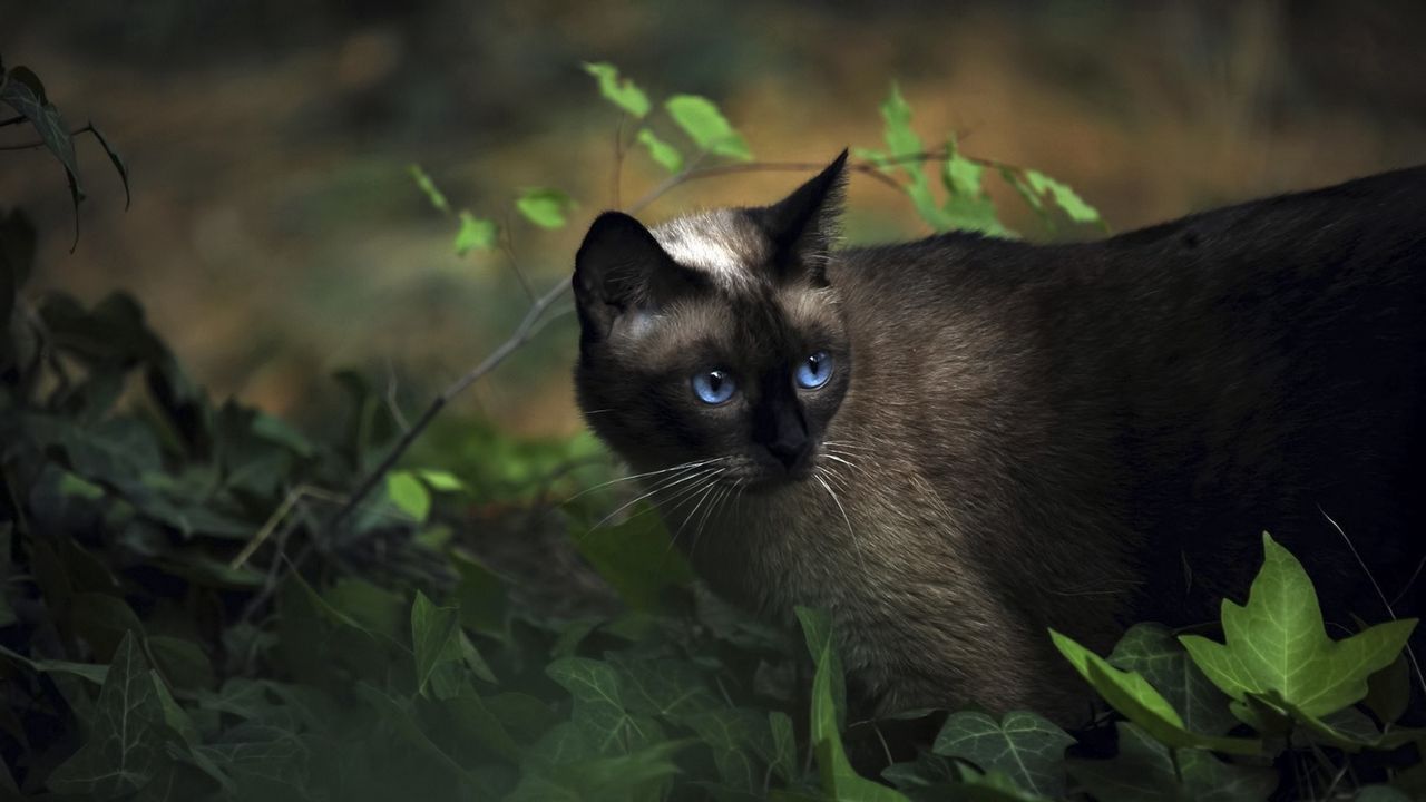 Wallpaper cat, siamese, grass, blue