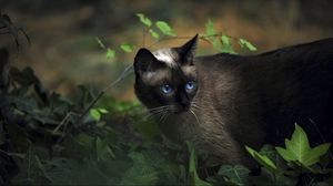 Preview wallpaper cat, siamese, grass, blue