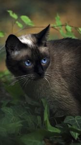 Preview wallpaper cat, siamese, grass, blue-eyed, shadow