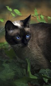 Preview wallpaper cat, siamese, grass, blue-eyed, shadow