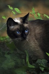 Preview wallpaper cat, siamese, grass, blue-eyed, shadow