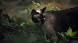 Preview wallpaper cat, siamese, grass, blue-eyed, shadow