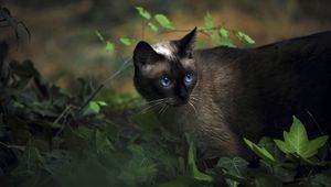 Preview wallpaper cat, siamese, grass, blue-eyed, shadow