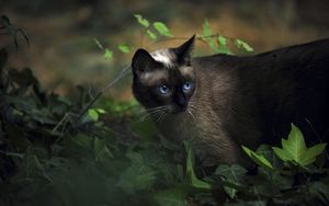 Preview wallpaper cat, siamese, grass, blue-eyed, shadow